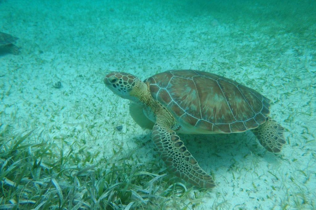 hol chan marine reserve, belize