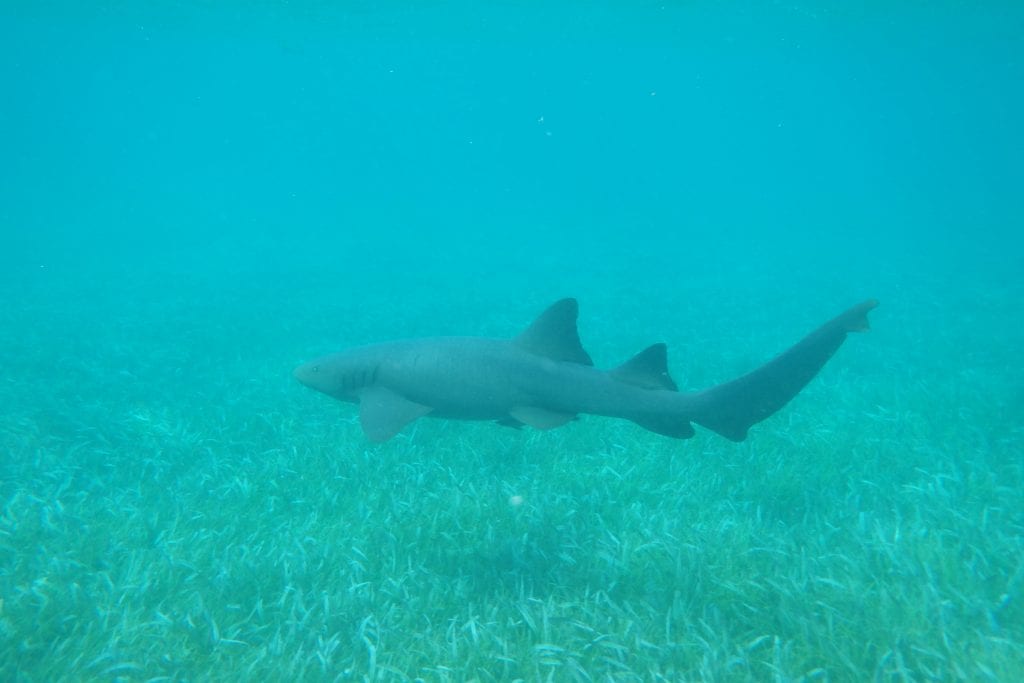 hol chan marine reserve, belize