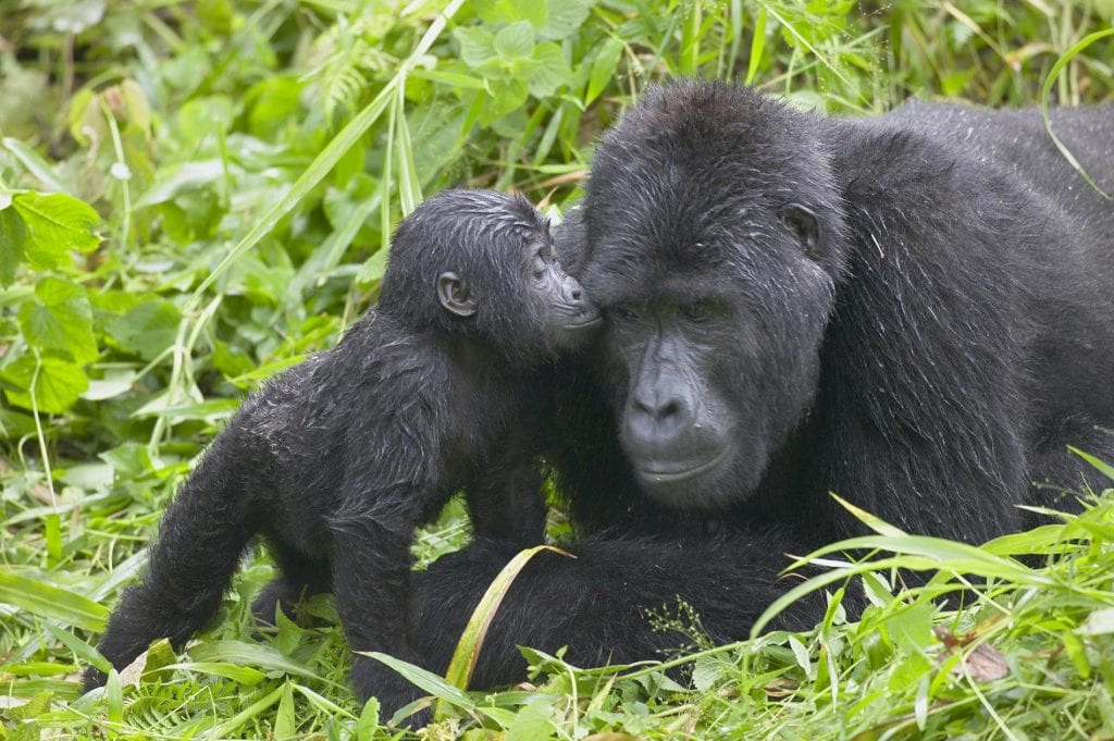 mountain gorillas uganda