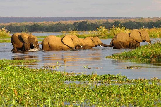 elephants okavango delta