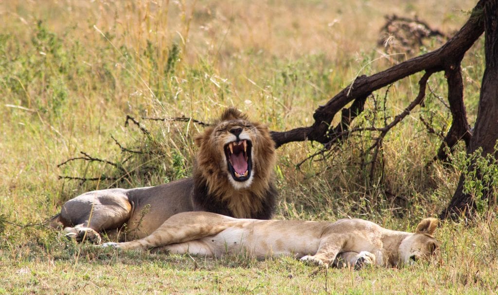 Lions in Serengeti 