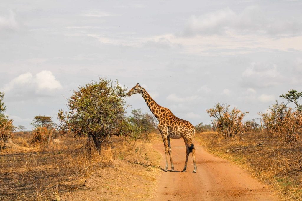 Giraffes in Serengeti national Park 