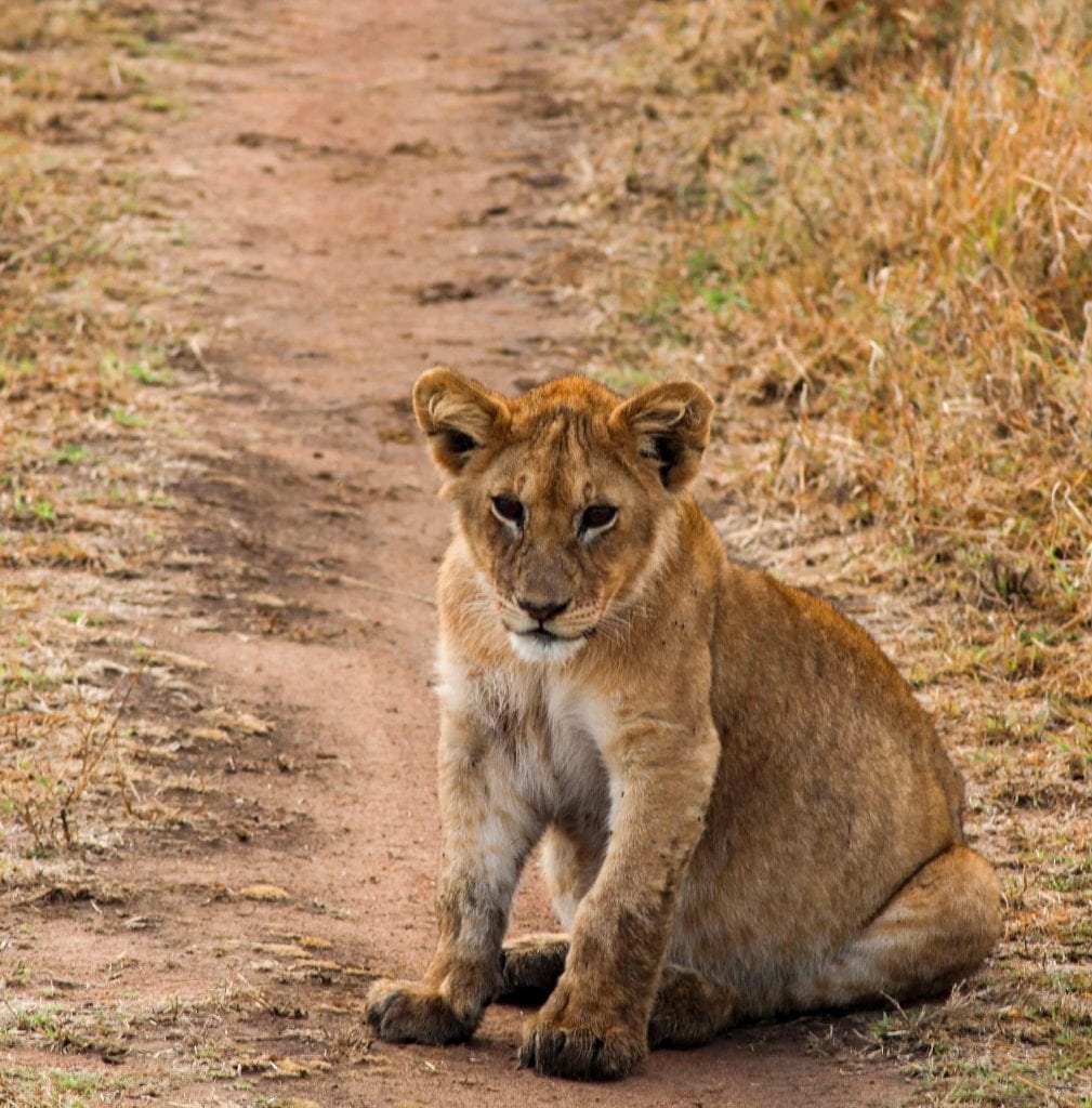 Lion cub in Serengeti 