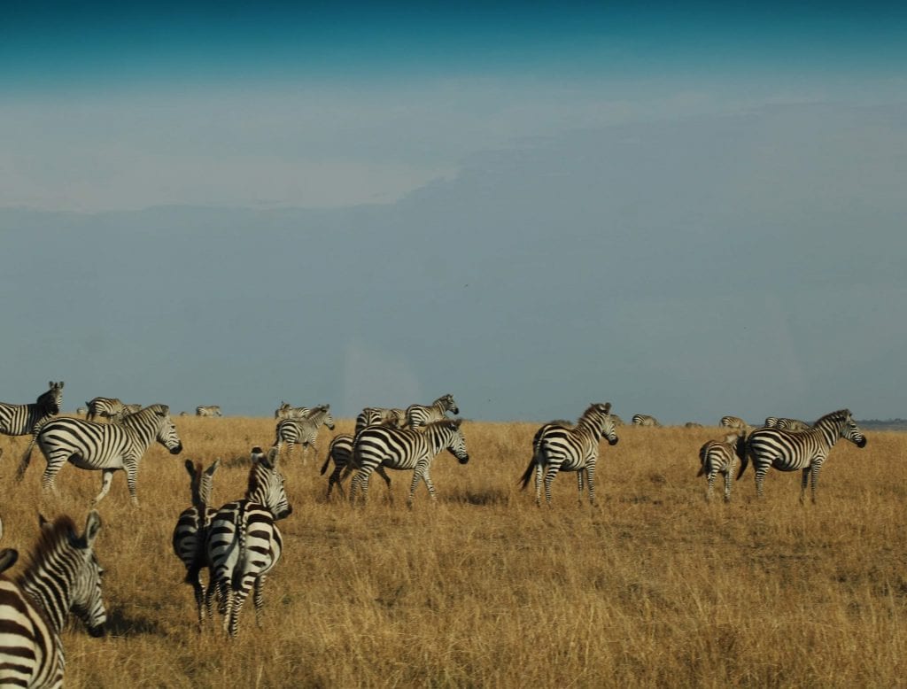 Herd of zebras in Serengeti