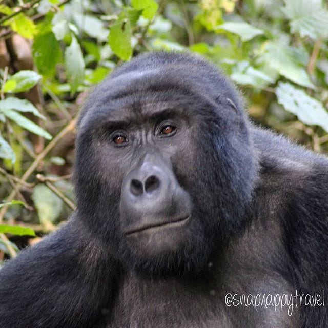 review of gorilla trekking uganda