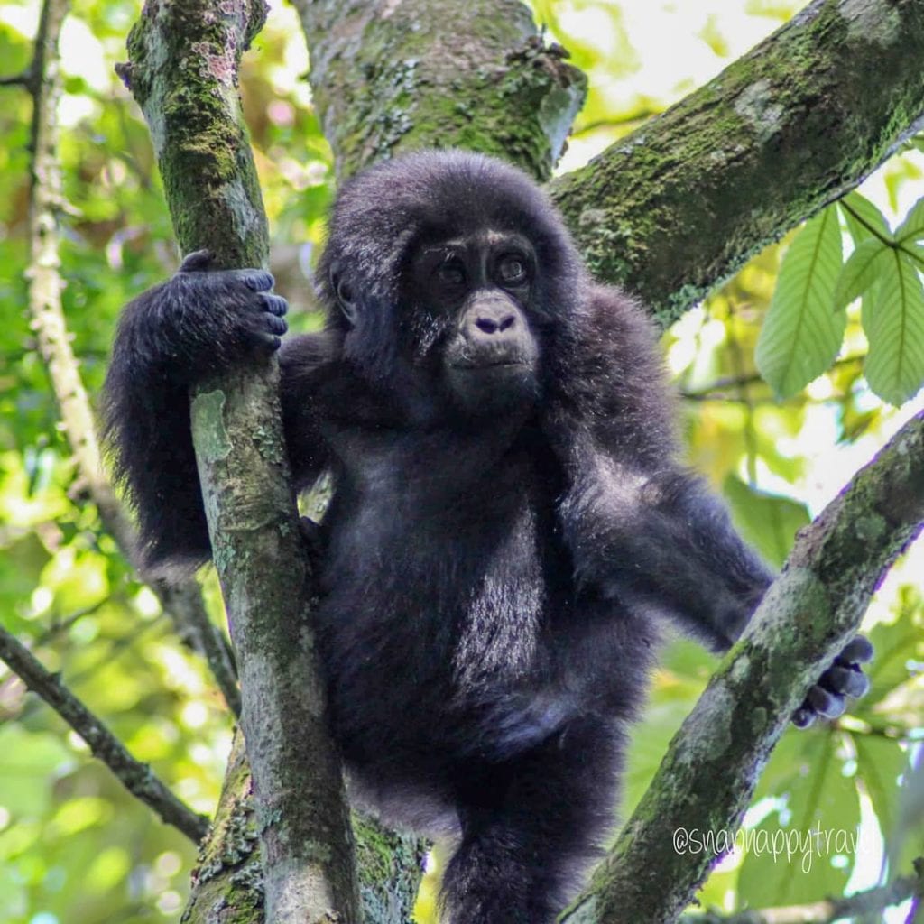 baby gorilla bwindi impenetrable forest