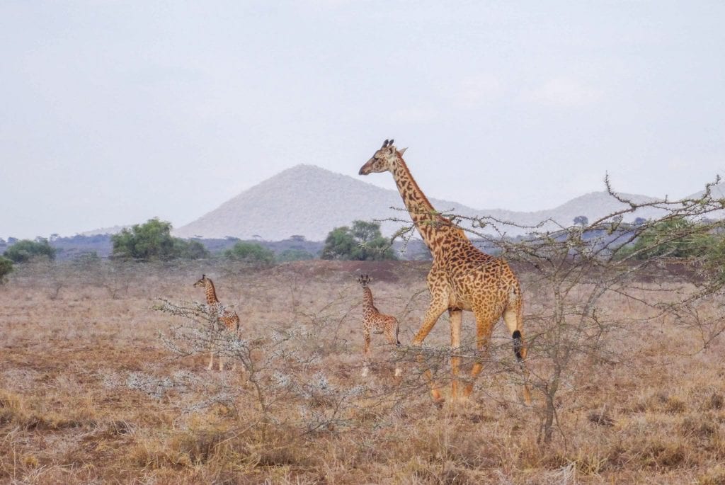 Maasai giraffes Amboseli National Park 