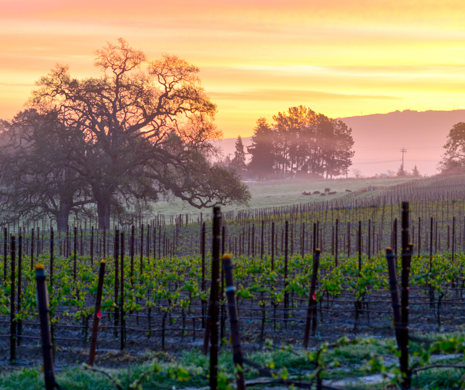 vineyard in sonoma california