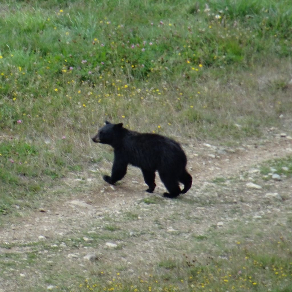 baby bear on whistler blackcomb mountain