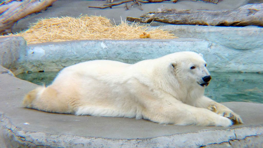 polar bear san francisco zoo