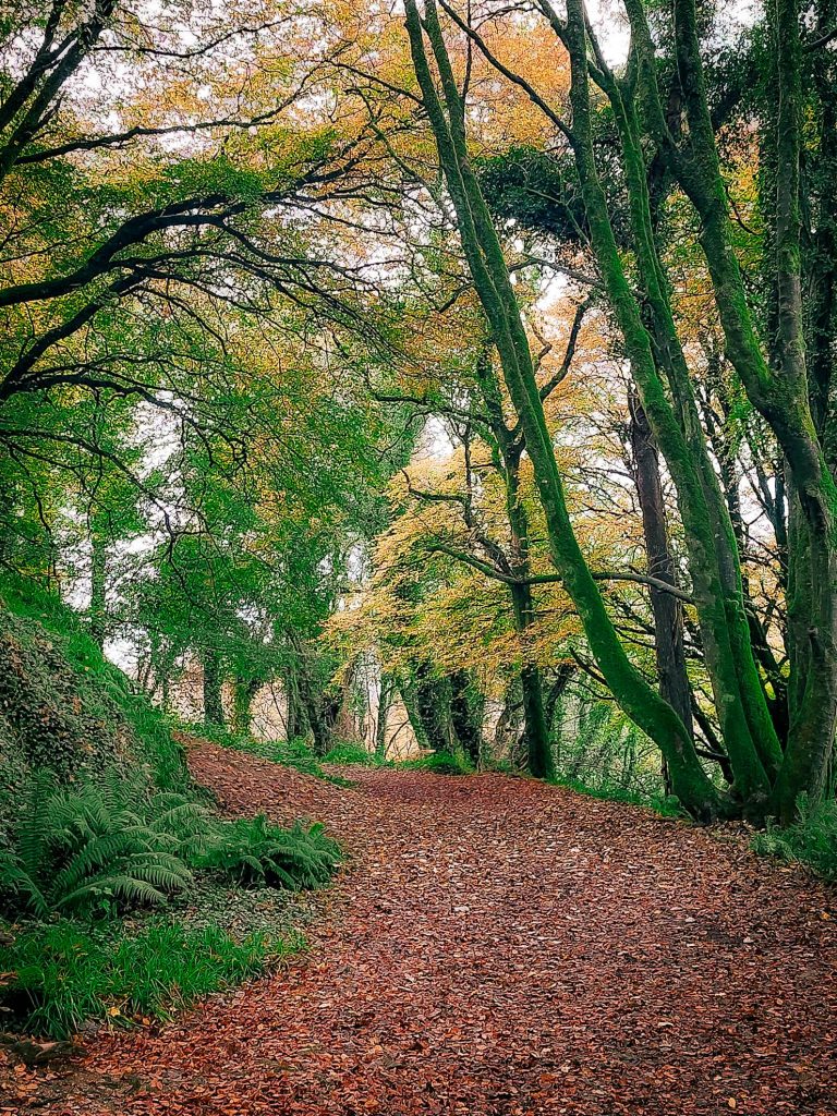 curraghbinny woods cork in autumn