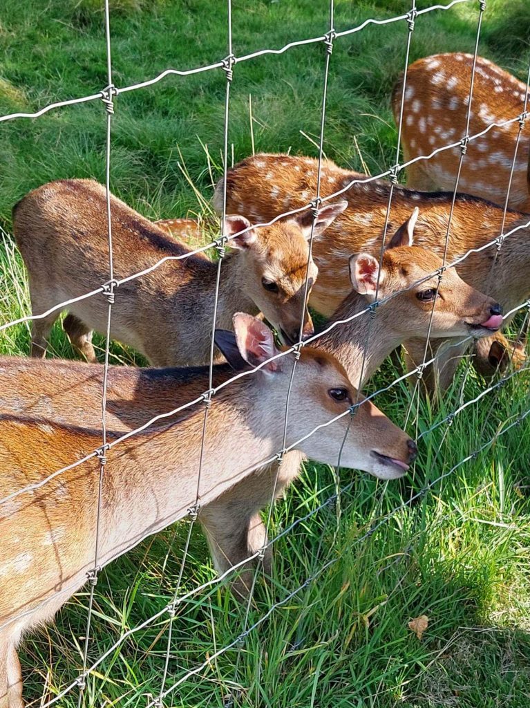 Fawns feeding at Doneraile Wildlife Park