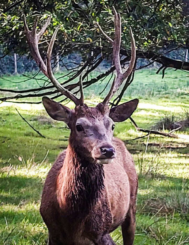 stag at farran woods cork